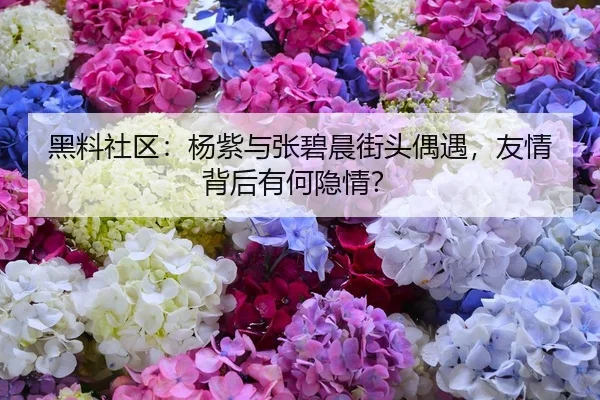 黑料社区：杨紫与张碧晨街头偶遇，友情背后有何隐情？